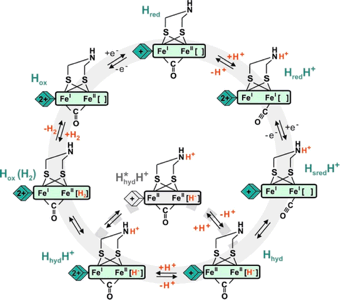 ru hydride mechanism